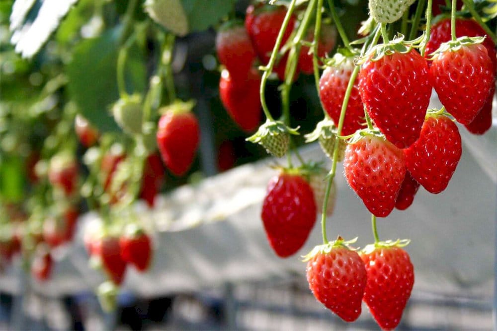 BFarm là địa điểm lý tưởng cho du khách yêu thiên nhiên
